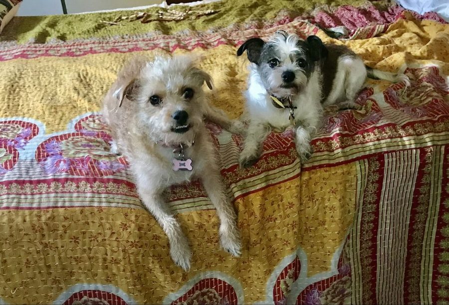 Two small shih-tzu mixes with fresh haircuts sitting side by side on a quilt