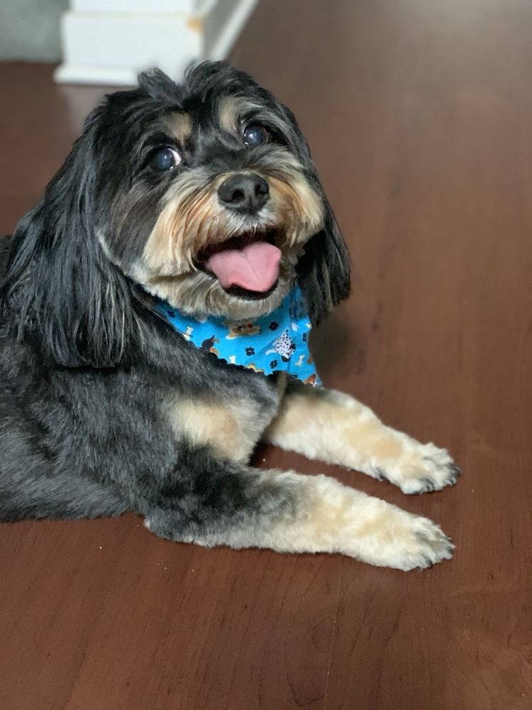 Black and tan dog smiling in a blue bandana after a groom