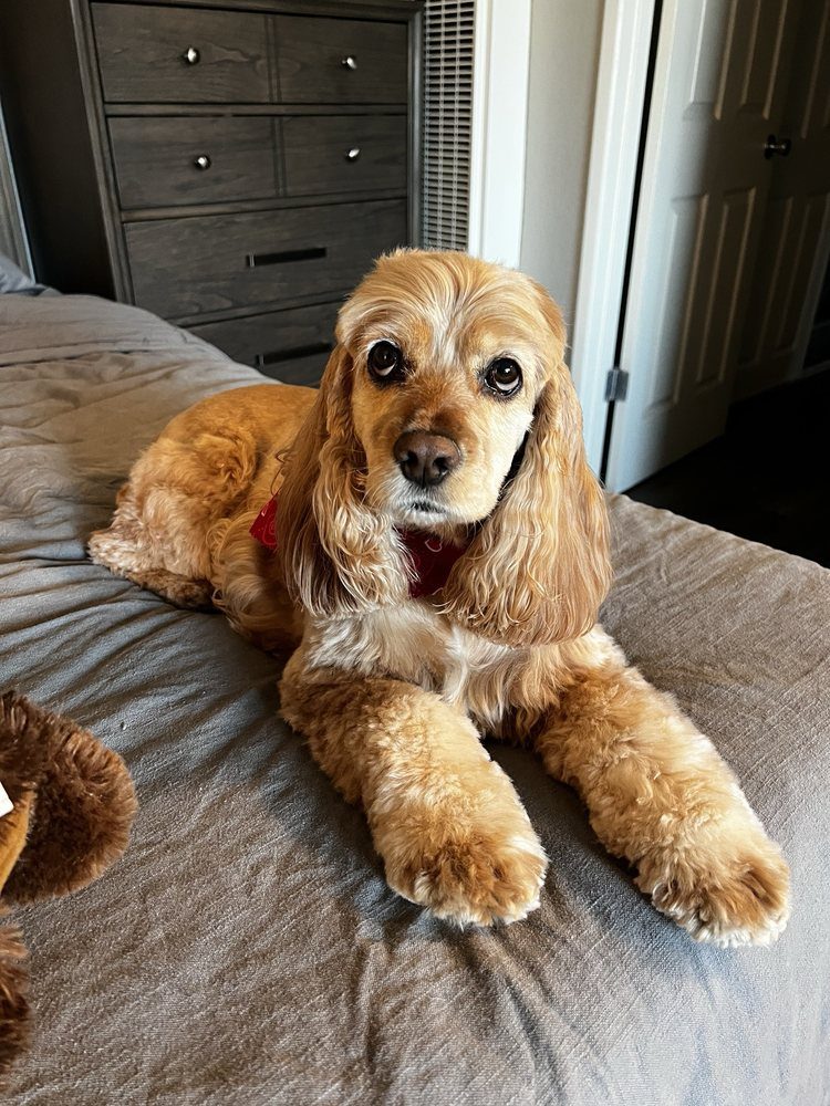 Cocker spaniel with silky, freshly groomed ears lying on a bed