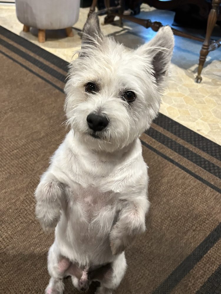 Freshly trimmed westie standing up on its hind legs