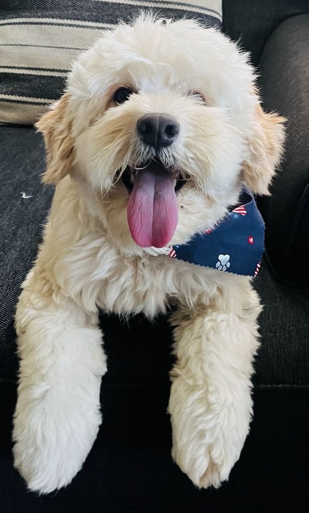 Cream-colored doodle fresh from a groom, tongue out, wearing a blue paw-print bandana