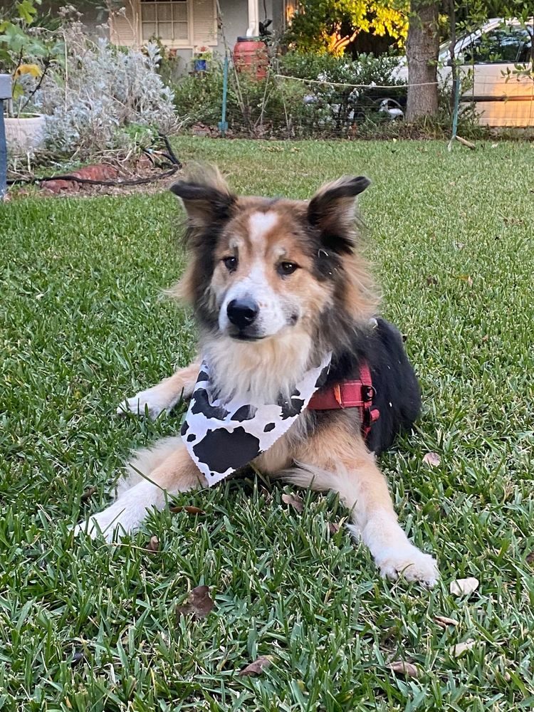 Collie mix lying on the grass after a bath and brush-out, wearing a cow-print bandana