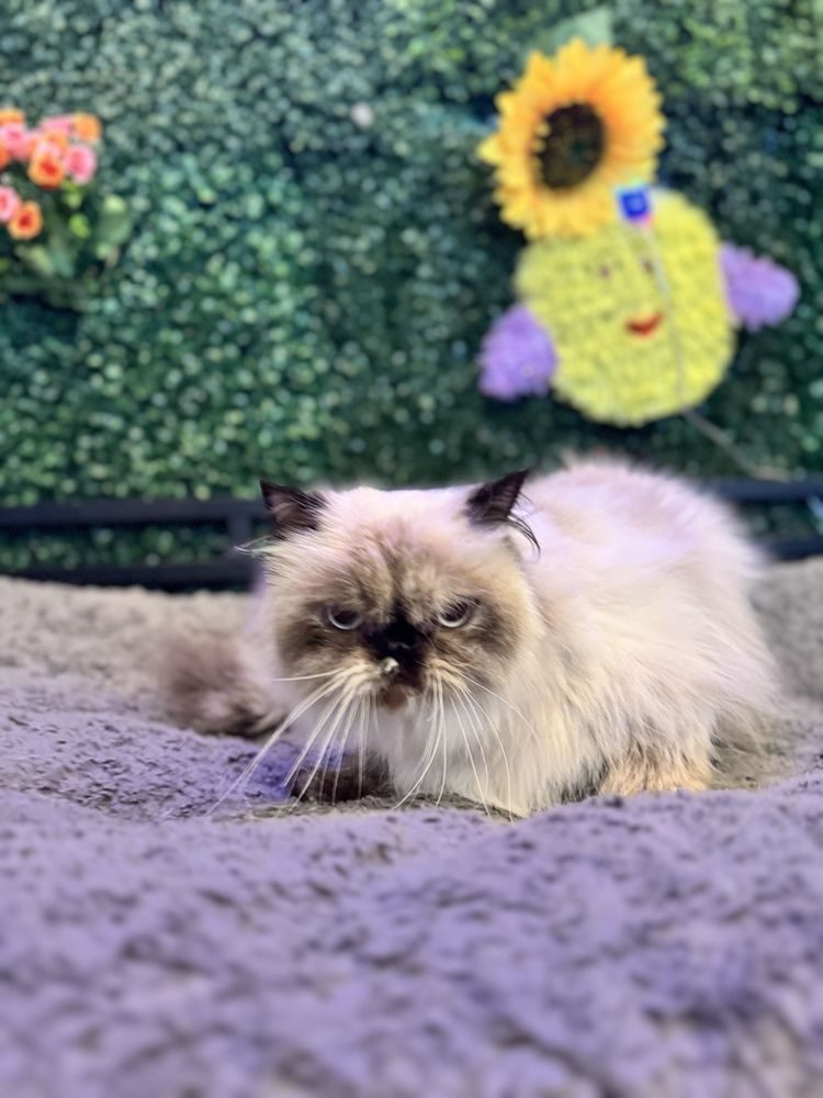 Long-haired Himalayan cat lying on a grey blanket after grooming