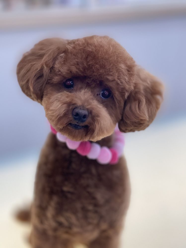 Red toy poodle with a rounded face trim and a pink pom-pom collar after a full groom