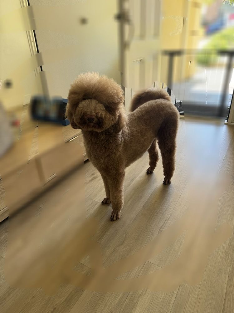 Apricot poodle standing tall, showing off a fresh all-over haircut